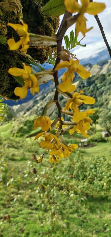 فندق Glamping Jaulares Mountain Rivas المظهر الخارجي الصورة